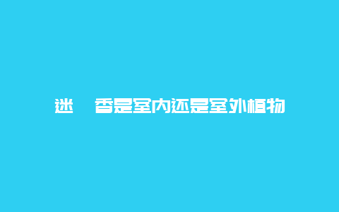 迷迭香是室内还是室外植物