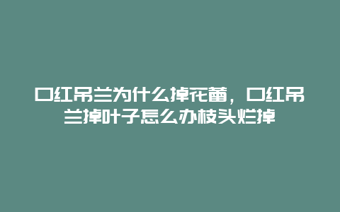 口红吊兰为什么掉花蕾，口红吊兰掉叶子怎么办枝头烂掉