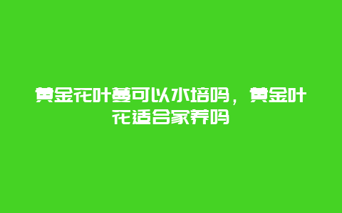 黄金花叶蔓可以水培吗，黄金叶花适合家养吗