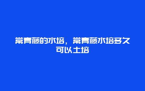 常青藤的水培，常青藤水培多久可以土培