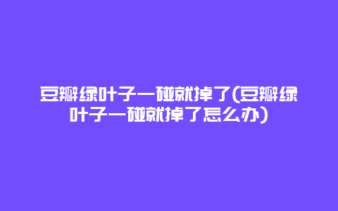 豆瓣绿叶子一碰就掉了(豆瓣绿叶子一碰就掉了怎么办)