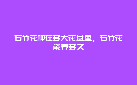 石竹花种在多大花盆里，石竹花能养多久