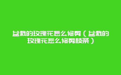 盆栽的玫瑰花怎么修剪（盆栽的玫瑰花怎么修剪枝条）