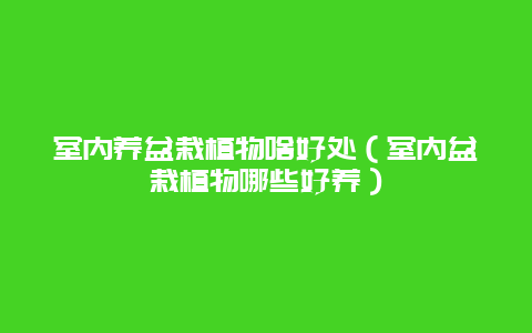 室内养盆栽植物啥好处（室内盆栽植物哪些好养）