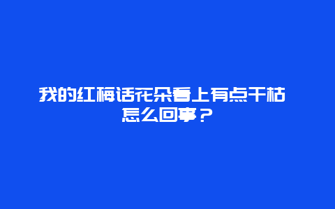 我的红梅话花朵看上有点干枯 怎么回事？