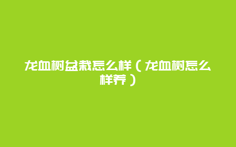 龙血树盆栽怎么样（龙血树怎么样养）