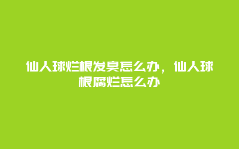 仙人球烂根发臭怎么办，仙人球根腐烂怎么办