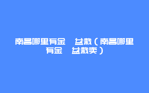 南昌哪里有金桔盆栽（南昌哪里有金桔盆栽卖）