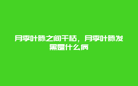 月季叶脉之间干枯，月季叶脉发黑是什么病