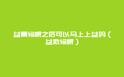 盆景修根之后可以马上上盆吗（盆栽修根）