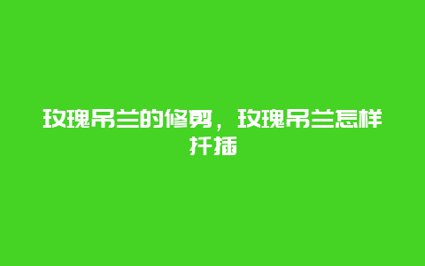 玫瑰吊兰的修剪，玫瑰吊兰怎样扦插