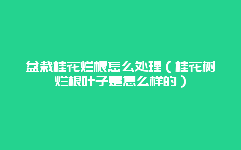 盆栽桂花烂根怎么处理（桂花树烂根叶子是怎么样的）