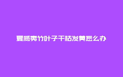 夏威夷竹叶子干枯发黄怎么办