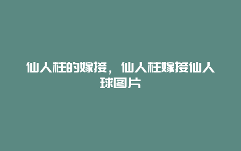 仙人柱的嫁接，仙人柱嫁接仙人球图片