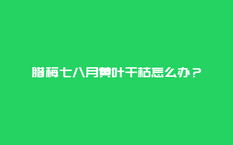 腊梅七八月黄叶干枯怎么办？