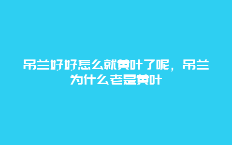 吊兰好好怎么就黄叶了呢，吊兰为什么老是黄叶