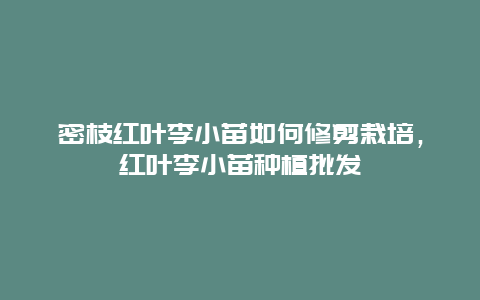 密枝红叶李小苗如何修剪栽培，红叶李小苗种植批发