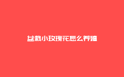 盆栽小玫瑰花怎么养殖