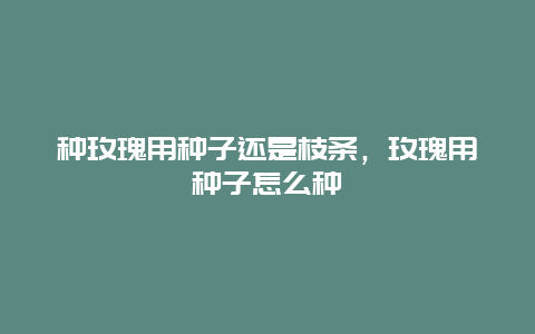 种玫瑰用种子还是枝条，玫瑰用种子怎么种