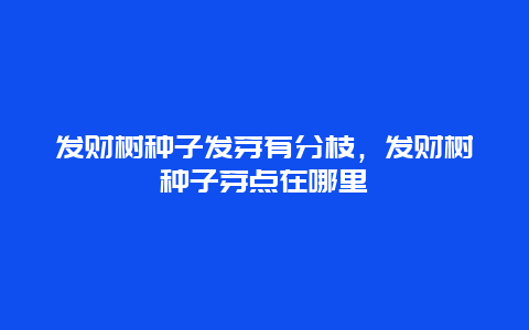 发财树种子发芽有分枝，发财树种子芽点在哪里