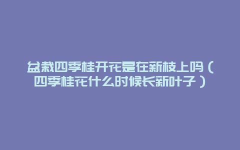 盆栽四季桂开花是在新枝上吗（四季桂花什么时候长新叶子）