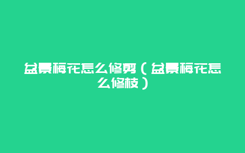 盆景梅花怎么修剪（盆景梅花怎么修枝）