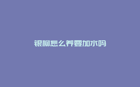 银柳怎么养要加水吗