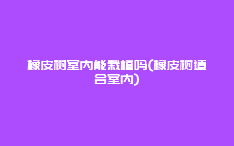 橡皮树室内能栽植吗(橡皮树适合室内)