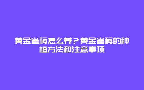 黄金雀梅怎么养？黄金雀梅的种植方法和注意事项