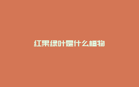 红果绿叶是什么植物