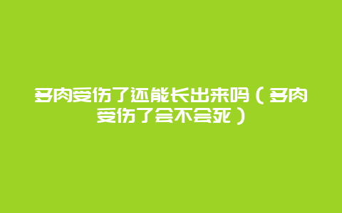 多肉受伤了还能长出来吗（多肉受伤了会不会死）