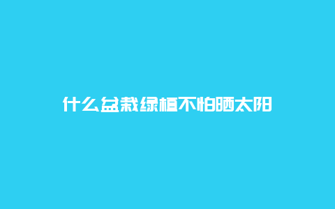 什么盆栽绿植不怕晒太阳