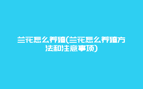 兰花怎么养殖(兰花怎么养殖方法和注意事项)