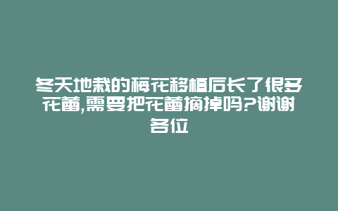 冬天地栽的梅花移植后长了很多花蕾,需要把花蕾摘掉吗?谢谢各位