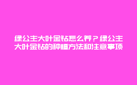 绿公主大叶金钻怎么养？绿公主大叶金钻的种植方法和注意事项