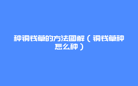 种铜钱草的方法图解（铜钱草种怎么种）