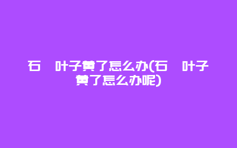 石斛叶子黄了怎么办(石斛叶子黄了怎么办呢)