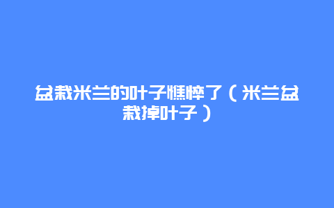 盆栽米兰的叶子憔悴了（米兰盆栽掉叶子）