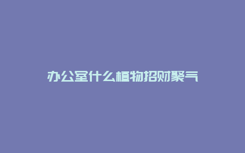 办公室什么植物招财聚气