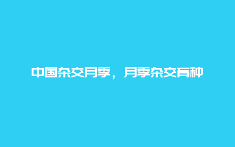 中国杂交月季，月季杂交育种