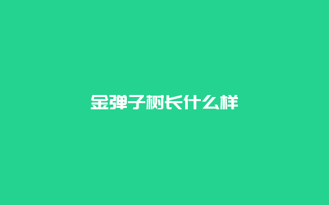 金弹子树长什么样