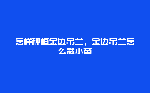 怎样种植金边吊兰，金边吊兰怎么栽小苗