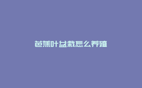 芭蕉叶盆栽怎么养殖