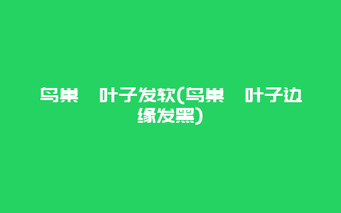 鸟巢蕨叶子发软(鸟巢蕨叶子边缘发黑)