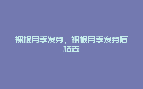 裸根月季发芽，裸根月季发芽后枯萎