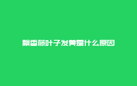 飘香藤叶子发黄是什么原因