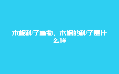 木棉种子植物，木棉的种子是什么样