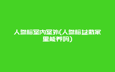 人参榕室内室外(人参榕盆栽家里能养吗)