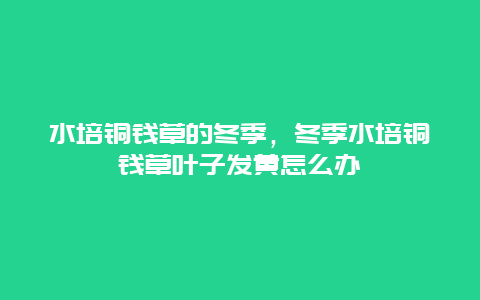 水培铜钱草的冬季，冬季水培铜钱草叶子发黄怎么办