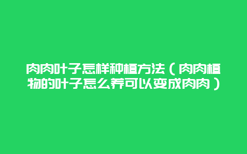 肉肉叶子怎样种植方法（肉肉植物的叶子怎么养可以变成肉肉）